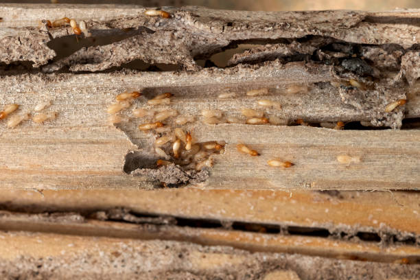 Bird Control in Robbins, IL